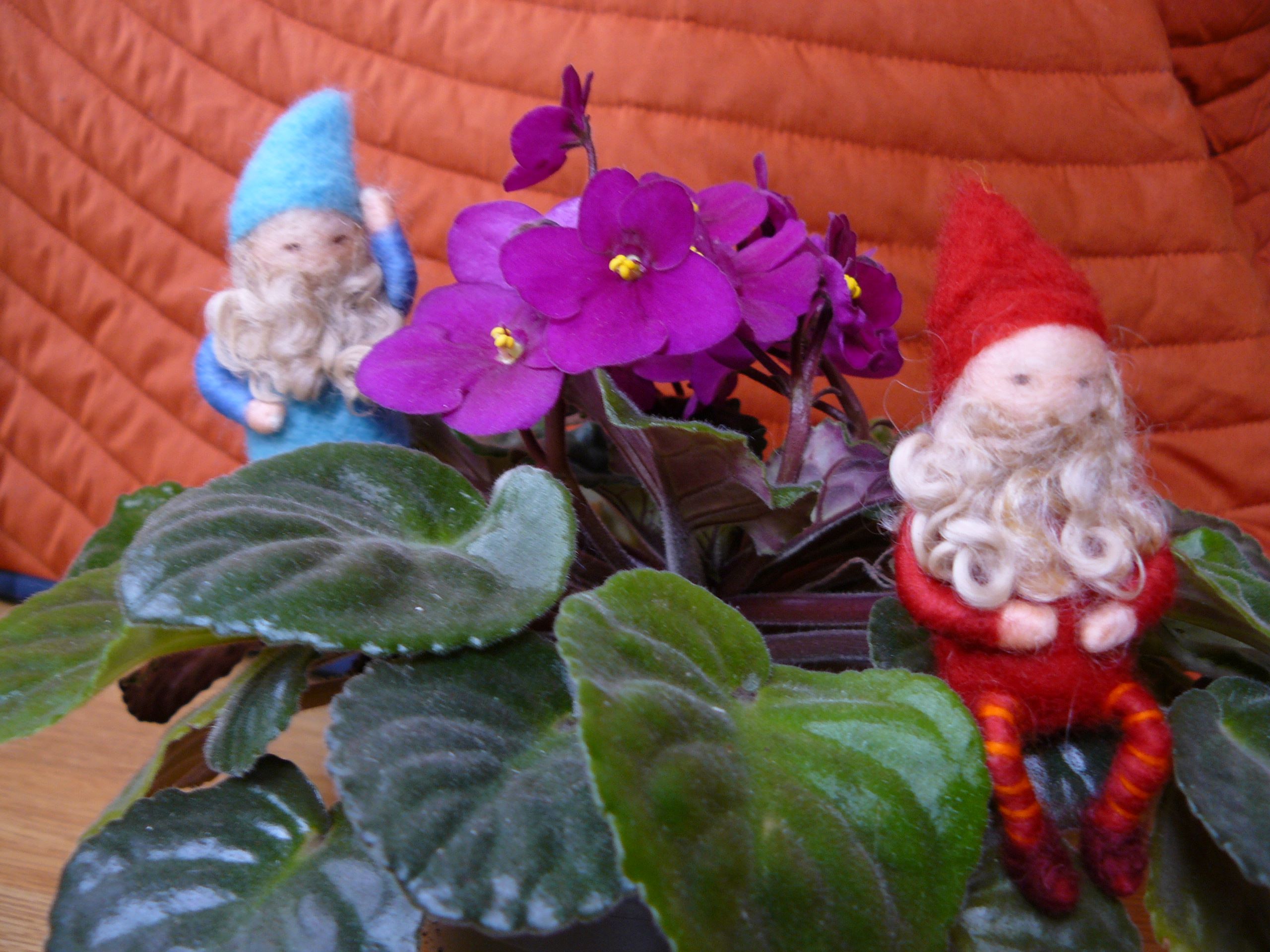 Duendes sobre una planta, violeta africana