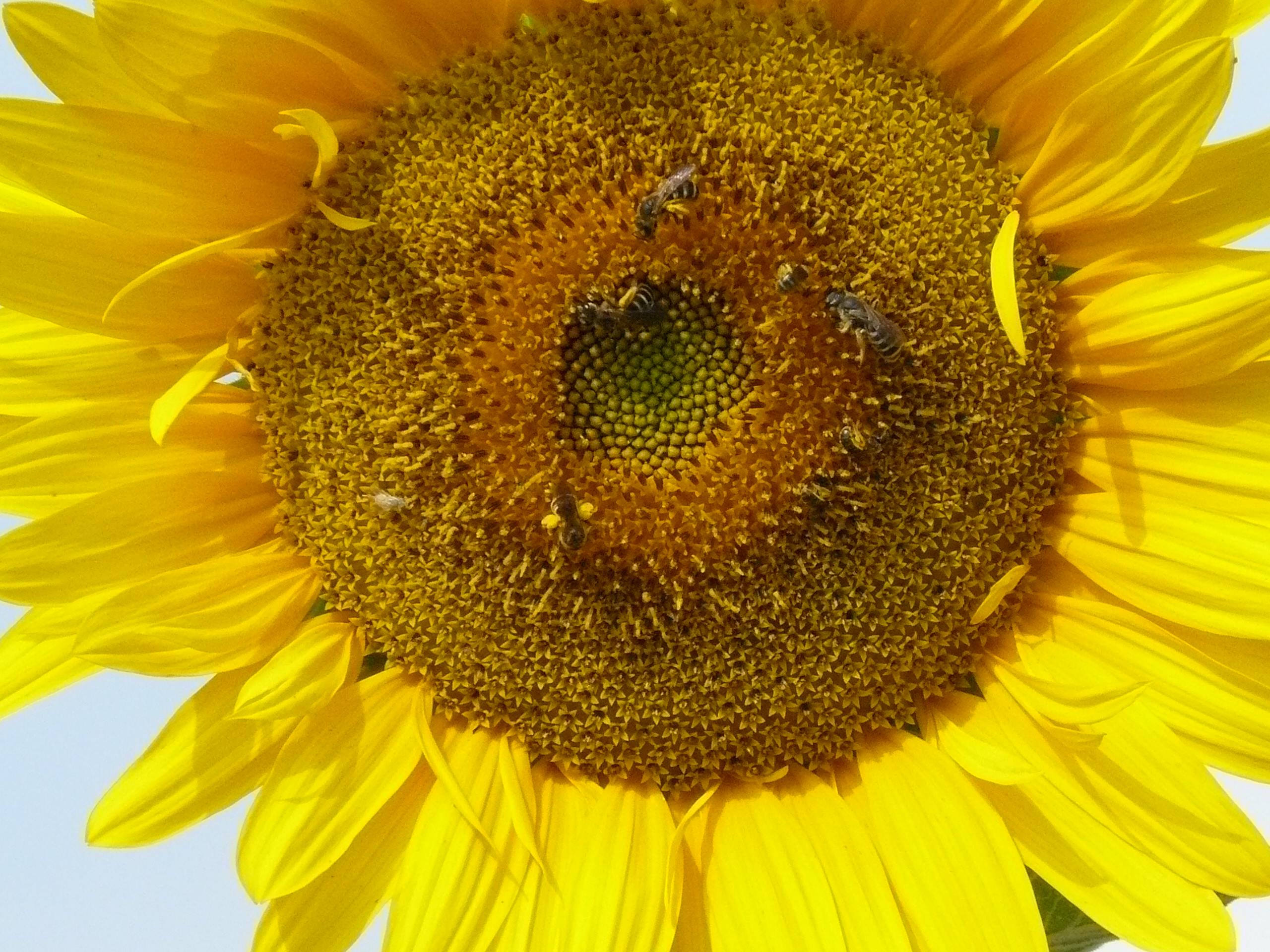 Girasol en primer plano con abejas recogiendo polen 