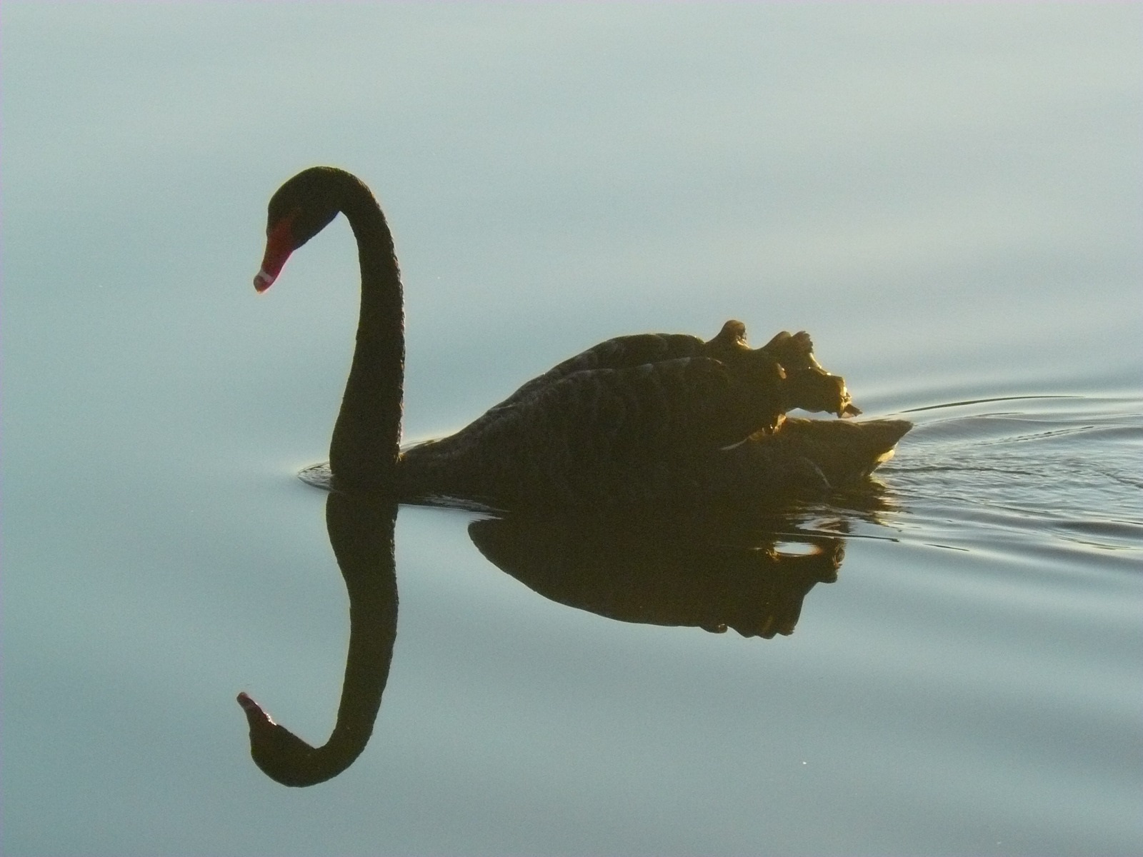 Cisne nadando y su reflejo sobre el agua