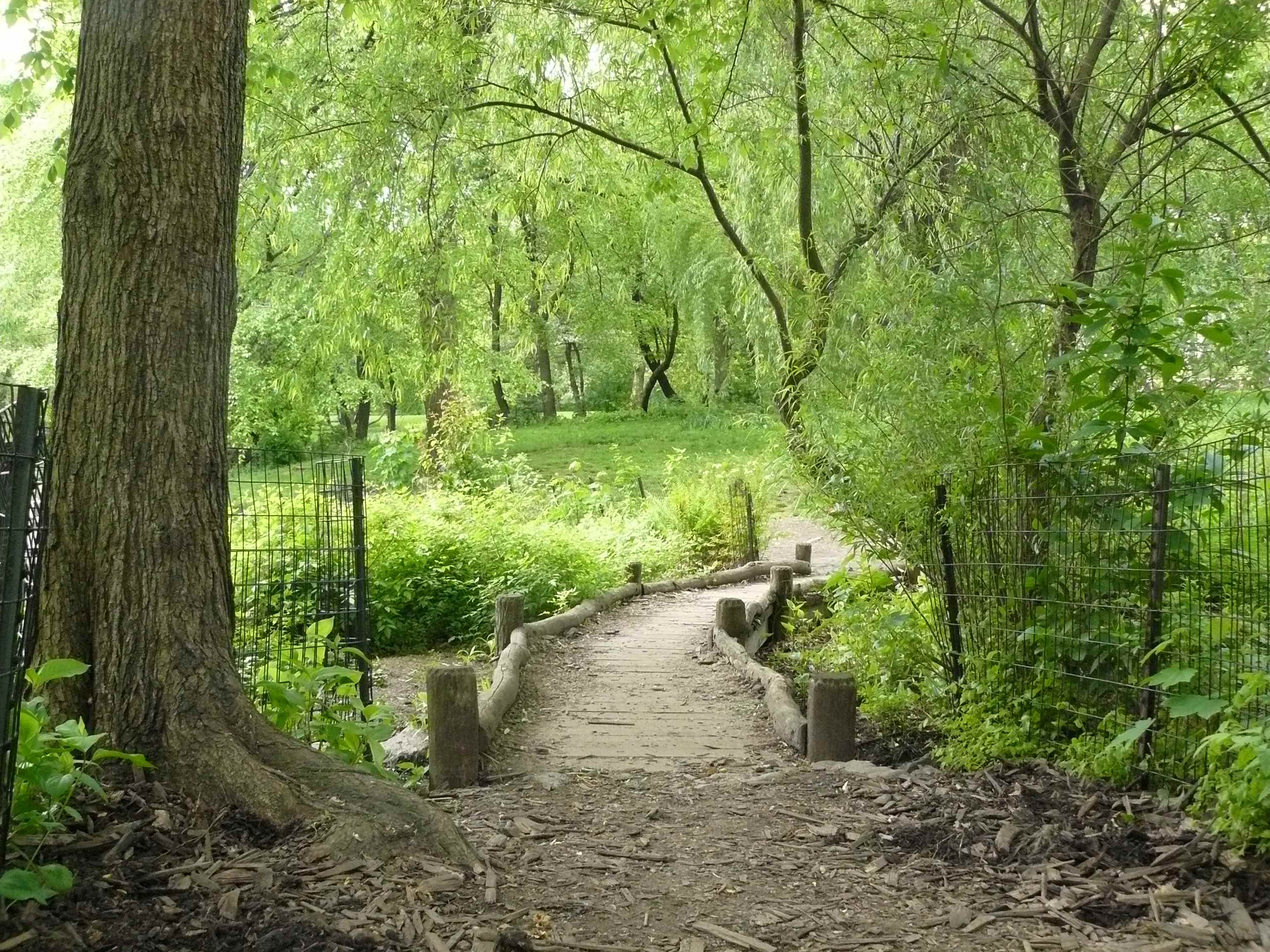 Camino entre los árboles en Central Park