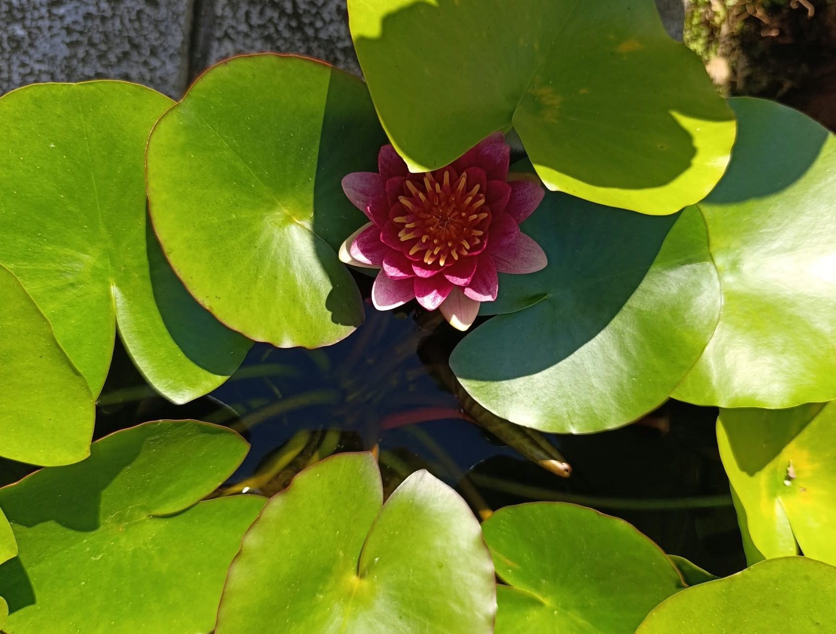 Flor de loto